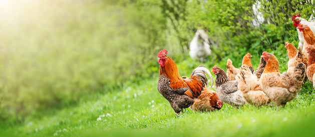 Beautiful Rooster and hens standing on the grass in blurred nature green background