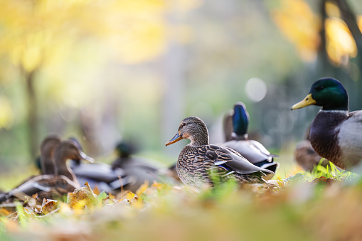 Amazing mallard ducks in nature, autumn time