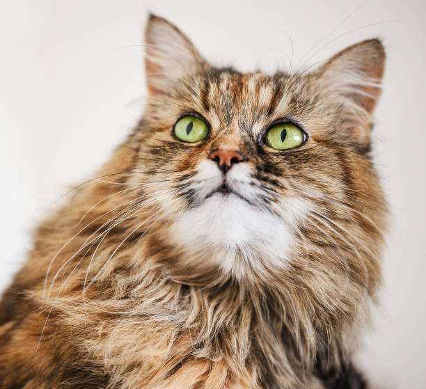 istock Cute Norwegian Forest cat sitting looking away 1495105826