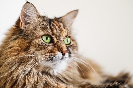 Cute tabby cat on the edge of a chair in kitchen. Apartment is very lived in and cosy. Horizontal full length indoors shot with copy space.