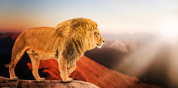 Single lion looking regal standing proudly on a hill, power concept.