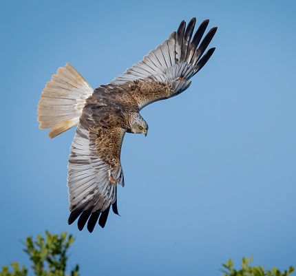 A male Marsh harrier in flight, the bird is starting a dive and has its wings outstretched. The view is from above the bird.Is beak, head, wings, tail and back are fully visible.