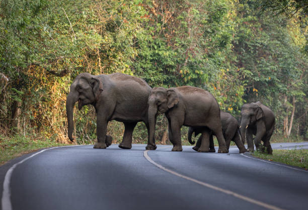 istock Herd of wild elephants. 1495106195