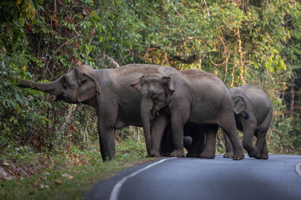 istock Herd of wild elephants. 1495106197