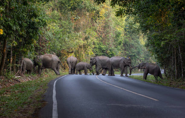 istock Herd of wild elephants. 1495106202