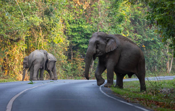 istock Herd of wild elephants. 1495106224