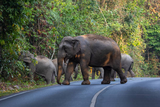 istock Herd of wild elephants. 1495106228