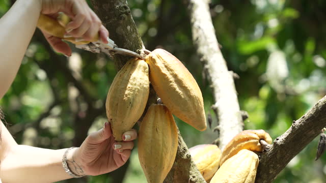 Cocoa pods with sunlight in the plantation.