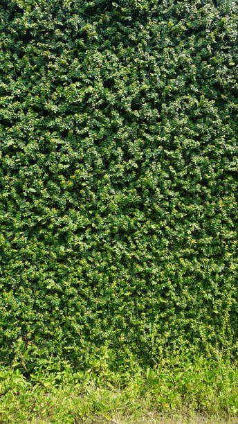 istock Green leaf background, Green grass wall texture for background design 1495107861