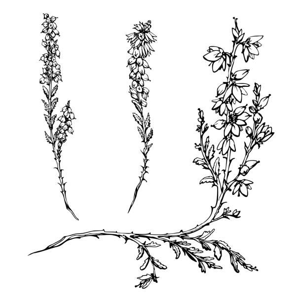 Ink hand drawn vector sketch of isolated object. Heather in bloom, shrub plant branches with flowers, buds and leaves, nature. Design for tourism, travel, brochure, wedding, guide, print, card, tattoo Ink hand drawn vector sketch of isolated object. Heather in bloom, shrub plant branches with flowers, buds and leaves, nature. Design for tourism, travel, brochure, wedding, card, guide, print, tattoo erica flower stock illustrations
