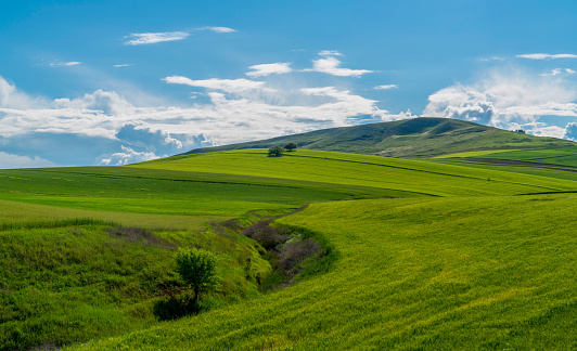 Far view of green crops in a hilly field and a couple of trees on top of the hill.