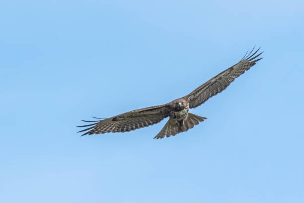 istock Bird in the wild 1495112815