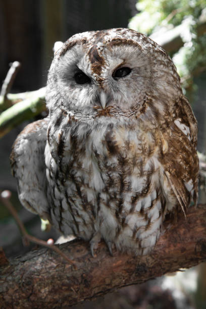 istock A portrait a Tawny Owl l 1495113737