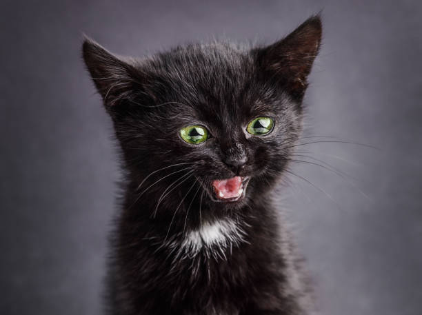 istock Funny happy surprised black kitten on grey background. 1495115029