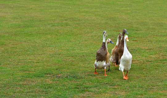 Group of Indian Runner ducks isolated on grass.