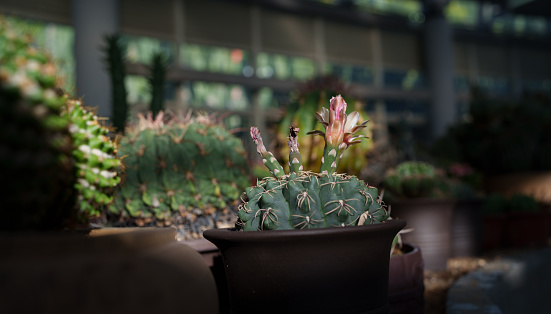 flowering small cactus