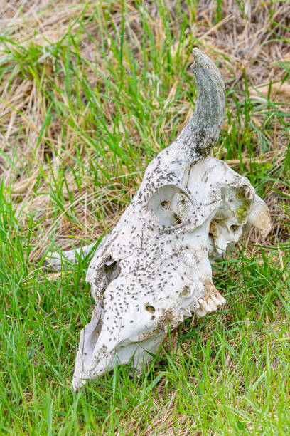 istock Cow skull in the prairie covered with flies 1495118064