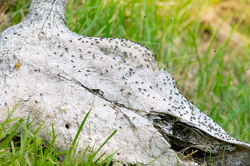 Cow skull in the prairie covered with flies