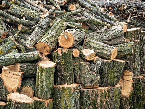A closeup shot of a pile of chopped trees and logs in a forest