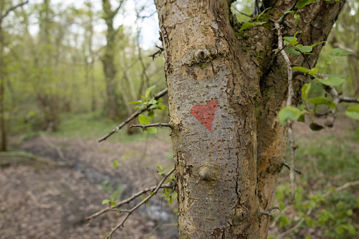 Heart with initials carved in the bark of a beech tree.