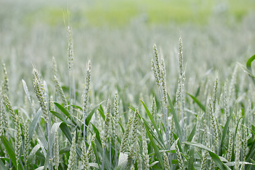 Cereal field after the rain. Green wheat spikelets with dewdrops on a field in summer. Cereal crops. Agro-industrial complex.