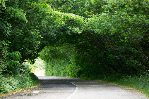 Tunnel of trees. Asphalt road in the forest.