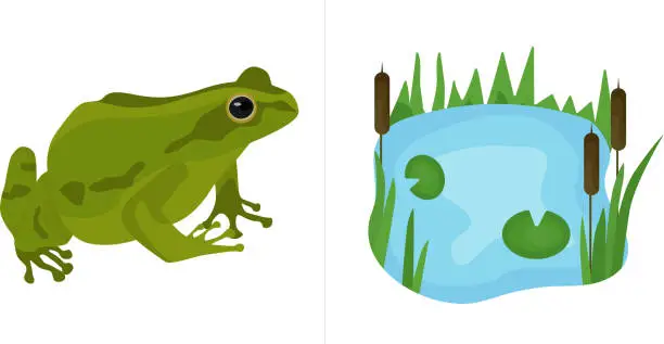 Vector illustration of children's game guess where is whose house, cards, child development, who lives in the house, frog (toad) and swamp (pond) vector