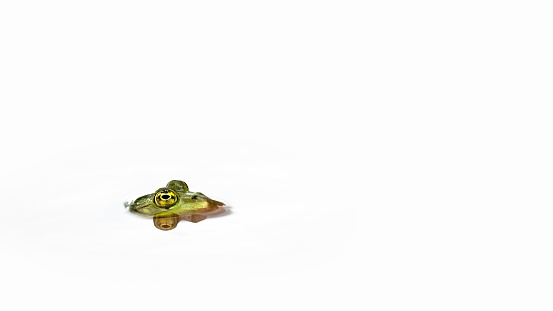 The head of a frog coming out of water, reflecting, white background, minimalism, copy space, negative space