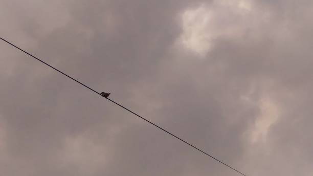istock photo of a bird perched on a wire 1495122436