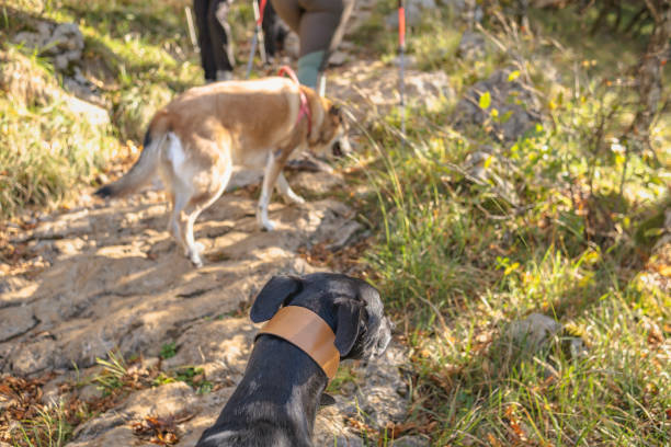 istock Funny dog in the nature 1495124532