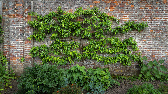 A pruned and manicured espalier fruit tree against an old brick wall in a formal walled garden
