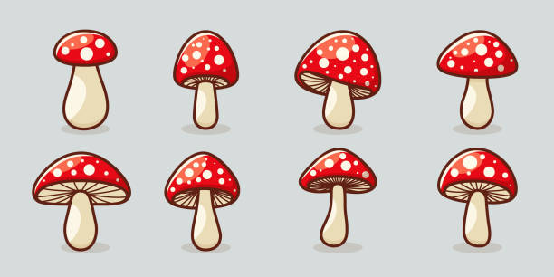 ベクターフラットキノコアイコンセット。テングタケ属、ベニテングタケ、キノココレクション。魔法のキノコのシンボル、デザインテンプレート。ベクターイラスト - mushroom edible mushroom fungus symbol点のイラスト素材／クリップアート素材／マンガ素材／アイコン素材