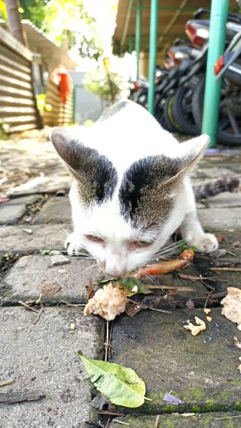 istock a stray cat being fed leftover food by someone 1495124979