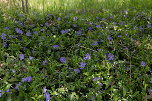 photo many Vinca minor with purple petals in the meadow