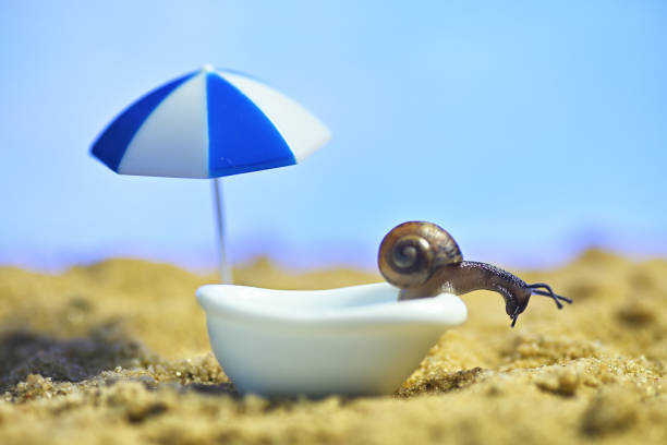 escargot dans le bain sur la plage. reposez-vous au bord de la mer. photo macro conceptuelle sur le thème des vacances - vacations nature shell snail photos et images de collection