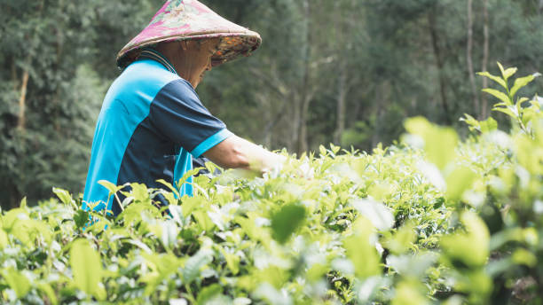 istock tea plantation daily 1495125133