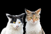 Two cats look with condemnation and surprise, portrait, cats isolated on black background