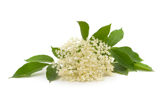 Beautiful white elderflower isolated on a white background.