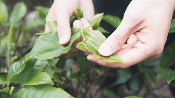 istock tea plantation daily 1495126530