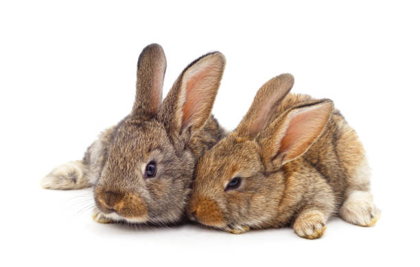 istock Two little brown rabbits are sitting. 1495127390