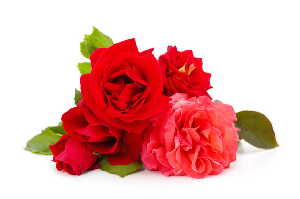 istock Beautiful pink and red roses. 1495127399