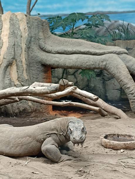 istock take a trip to the zoo in Malang, East Java and see the Komodo dragons up close 1495128199