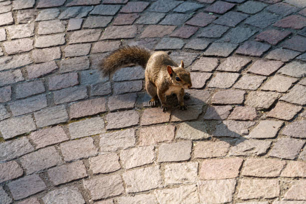 istock Squirrel at Rho, Milan, Italy 1495130280