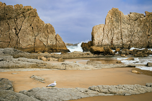 Adorable sea gull. Incredible rock formations, stones and boulders. Cantabria, Spain. The Playa de la Arnia beach. Amazing geological formations amaze tourists.