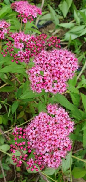 istock In spring, the flowers will bloom.  look fresh 1495131509