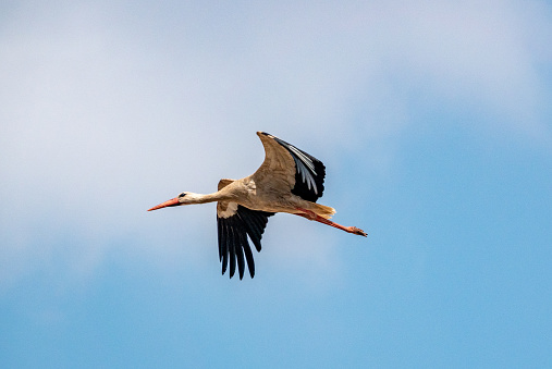 Stork in flight, blue sky in the background, neutral blue background