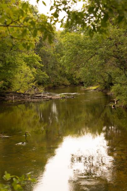 istock a small river surrounded by forest filled with trees and water 1495134870