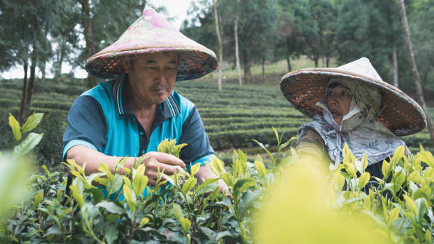 istock tea-plantation-daily-2 1495135123