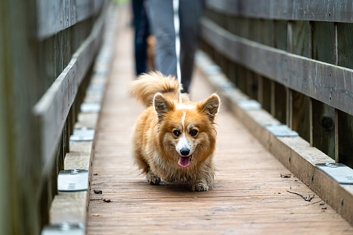 A smiling Welsh corgi dog runs over a bridge with its owner on a rainy autumn day