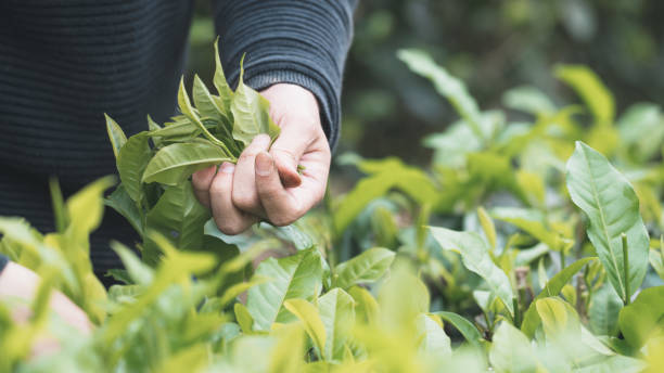 istock tea-plantation-daily-2 1495135258